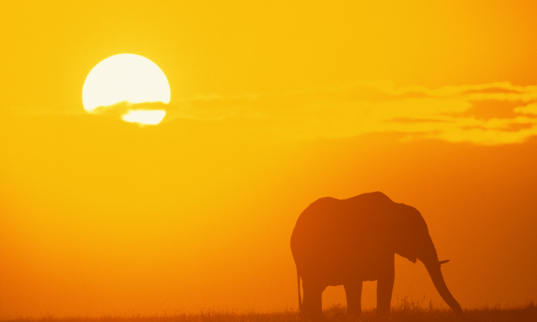 An Elephant silhouetted against the sunset 