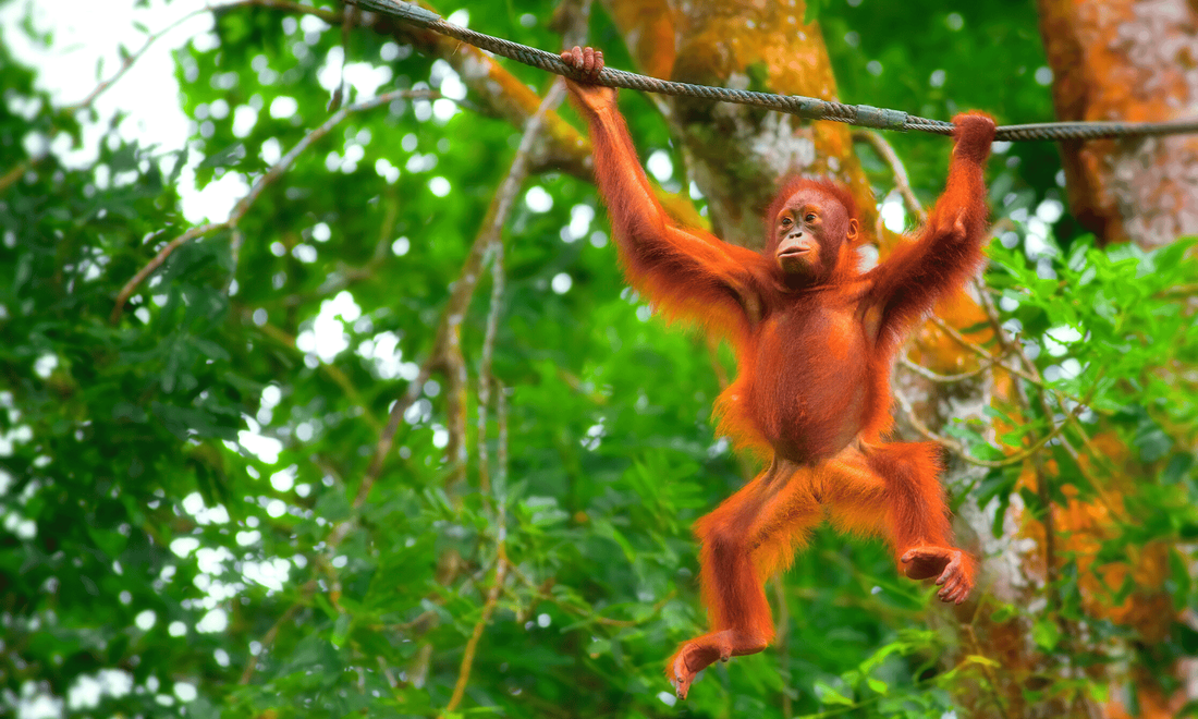 an orangutan baby hanging on a branch