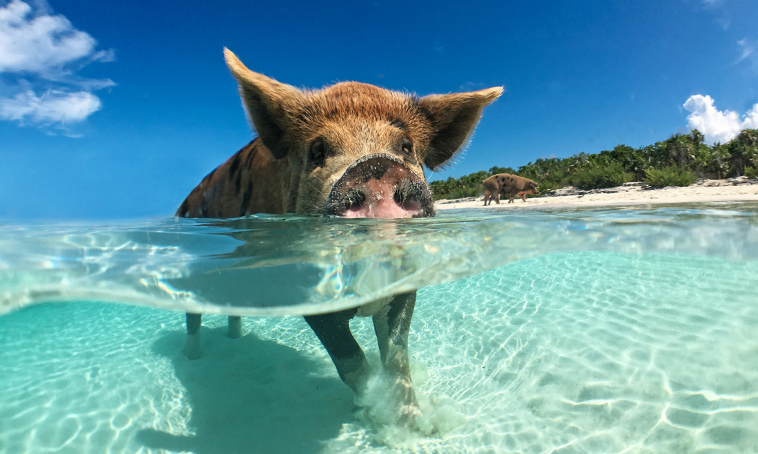 a pig swimming in the bahamas