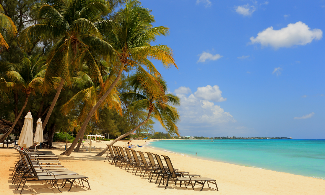 a beach with sun loungers on and palm trees lining it