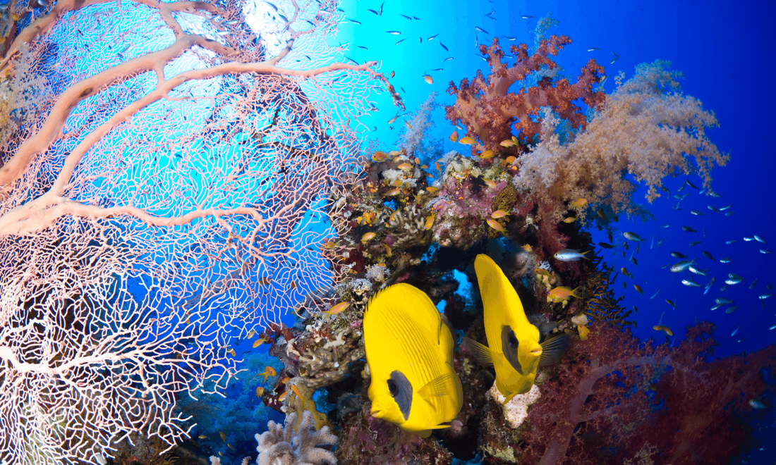 A coral reef and fish in the Red Sea